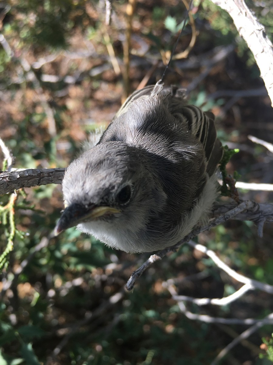 Gray Vireo - ML370819071