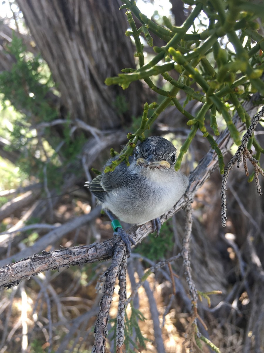 Gray Vireo - ML370819091