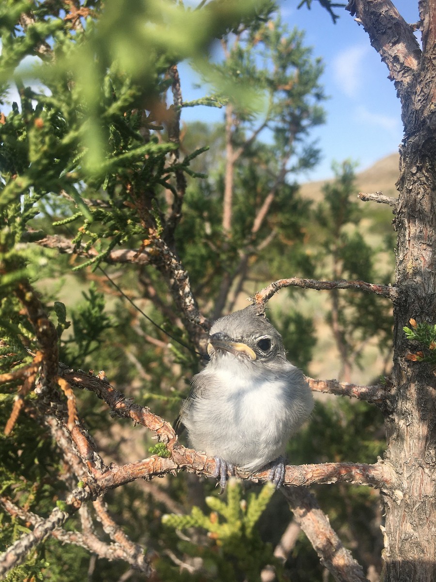 Gray Vireo - ML370819611