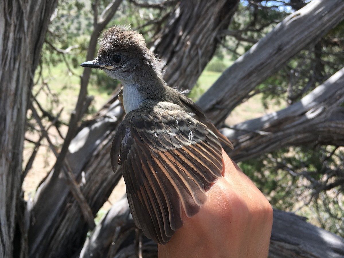 Ash-throated Flycatcher - Kandace Glanville