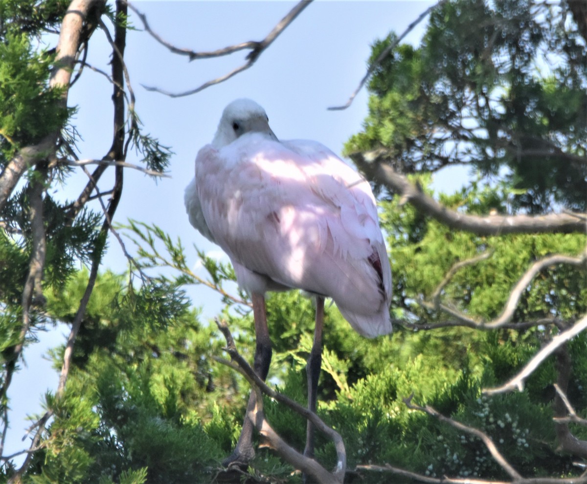 Roseate Spoonbill - ML370821111