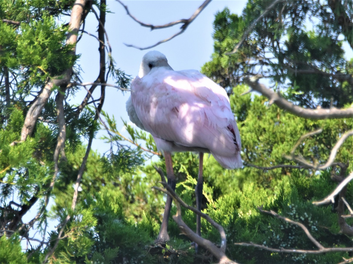 Roseate Spoonbill - ML370821131