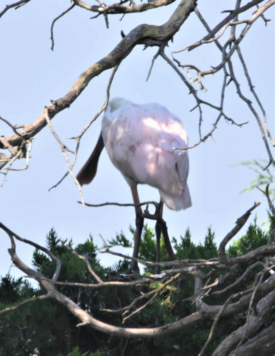 Roseate Spoonbill - ML370821181