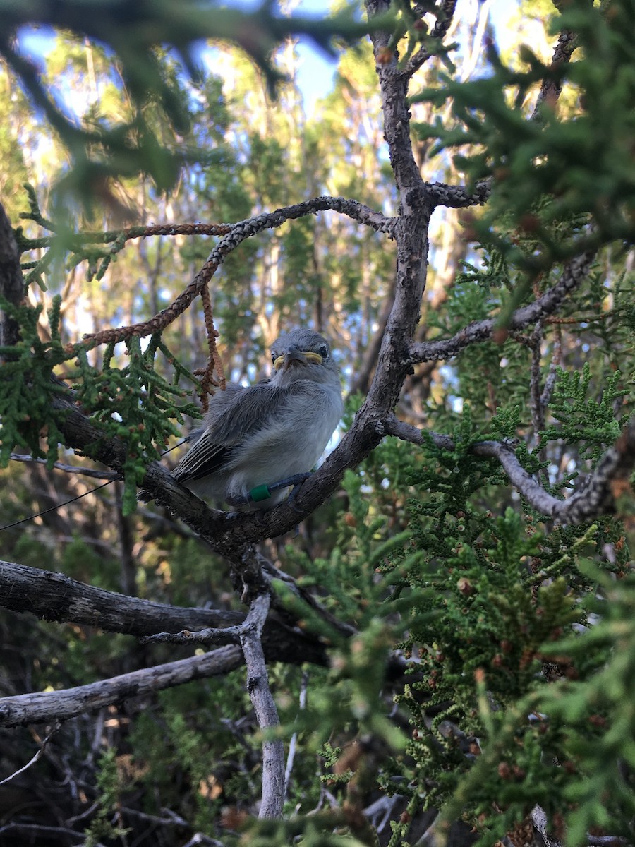 Gray Vireo - Kandace Glanville