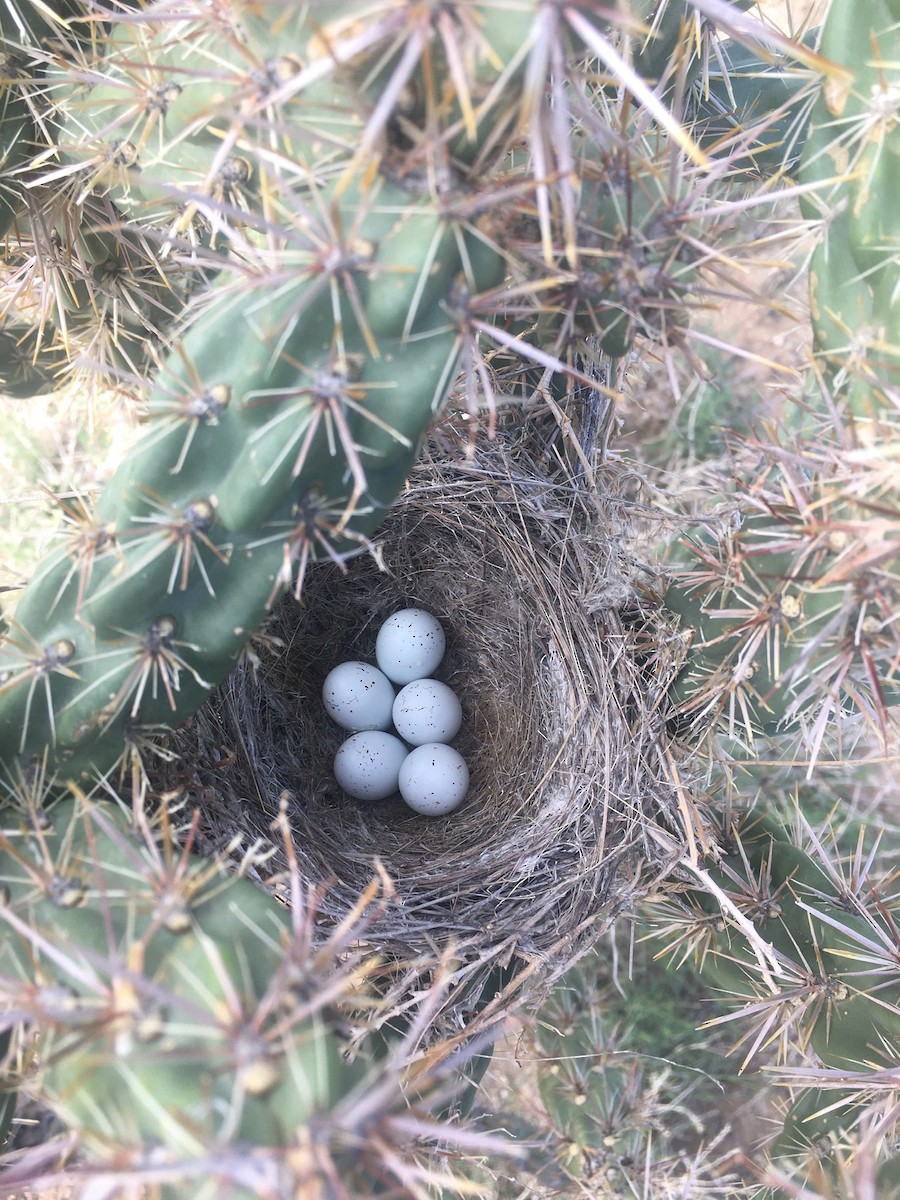 House Finch - Kandace Glanville