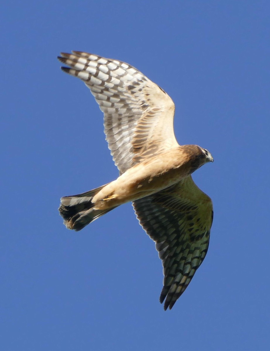 Northern Harrier - ML370824381