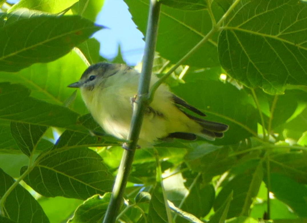 Vireo de Filadelfia - ML370824751