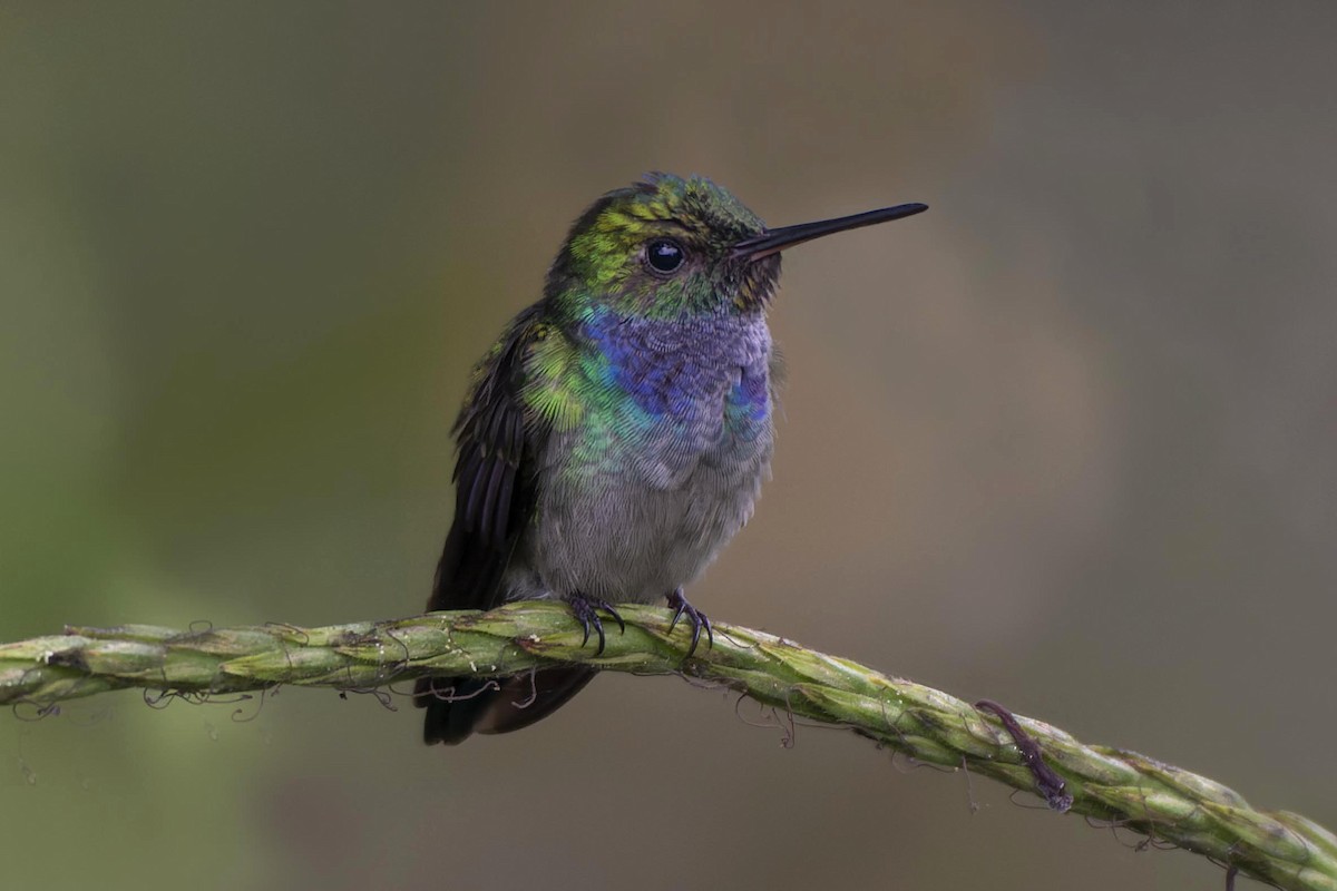 Blue-chested Hummingbird - Jeff Maw
