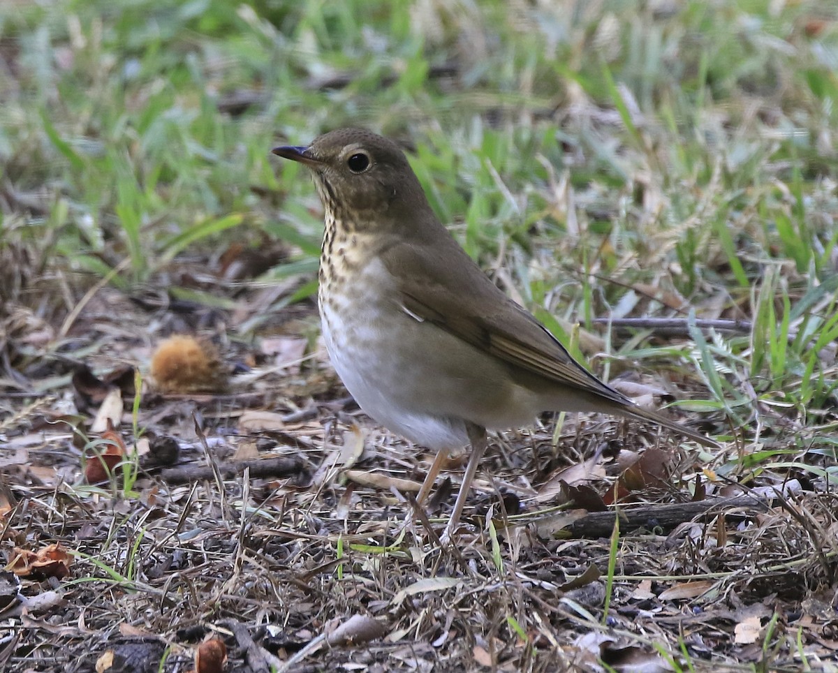 Zwergmusendrossel - ML370828501