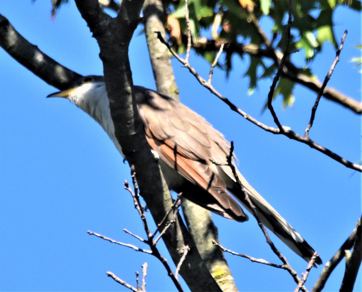 Yellow-billed Cuckoo - ML370829001