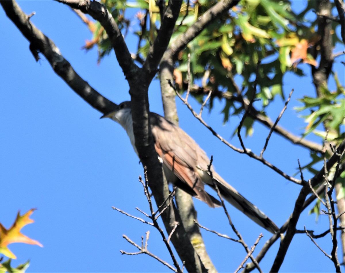 Yellow-billed Cuckoo - ML370829031