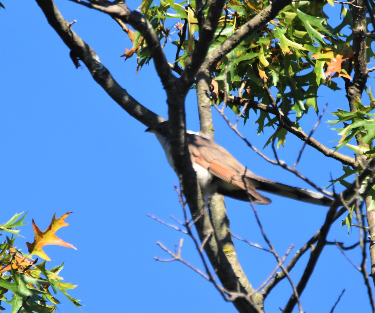 Yellow-billed Cuckoo - ML370829051