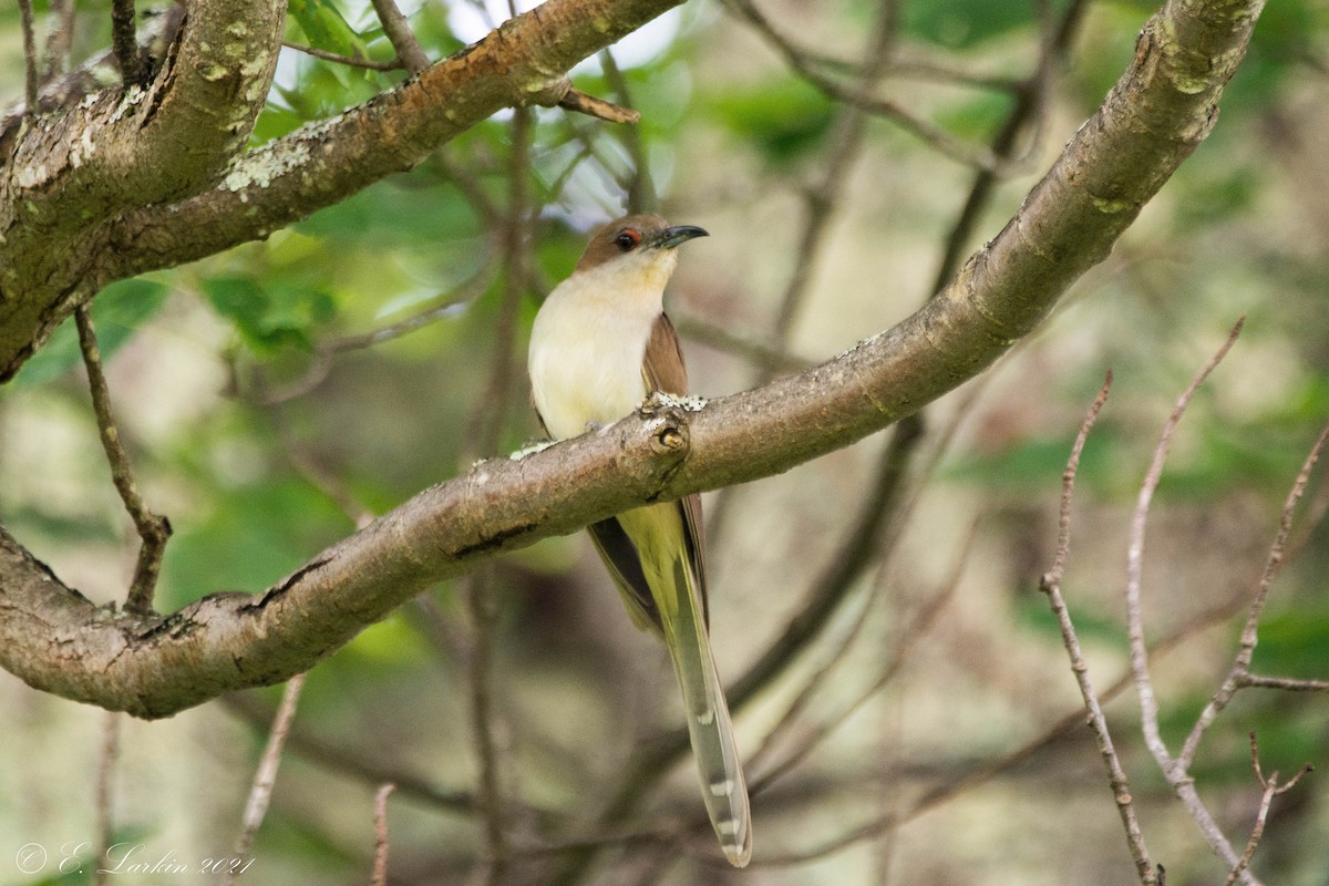 Black-billed Cuckoo - ML370829941