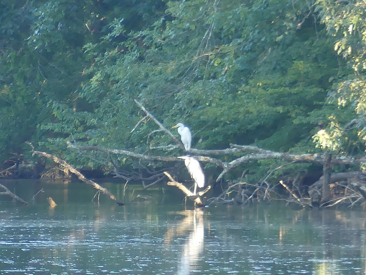 Great Egret - ML370831041