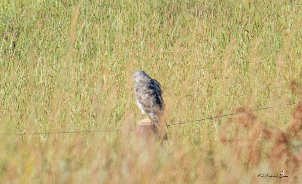 Northern Harrier - ML370832351