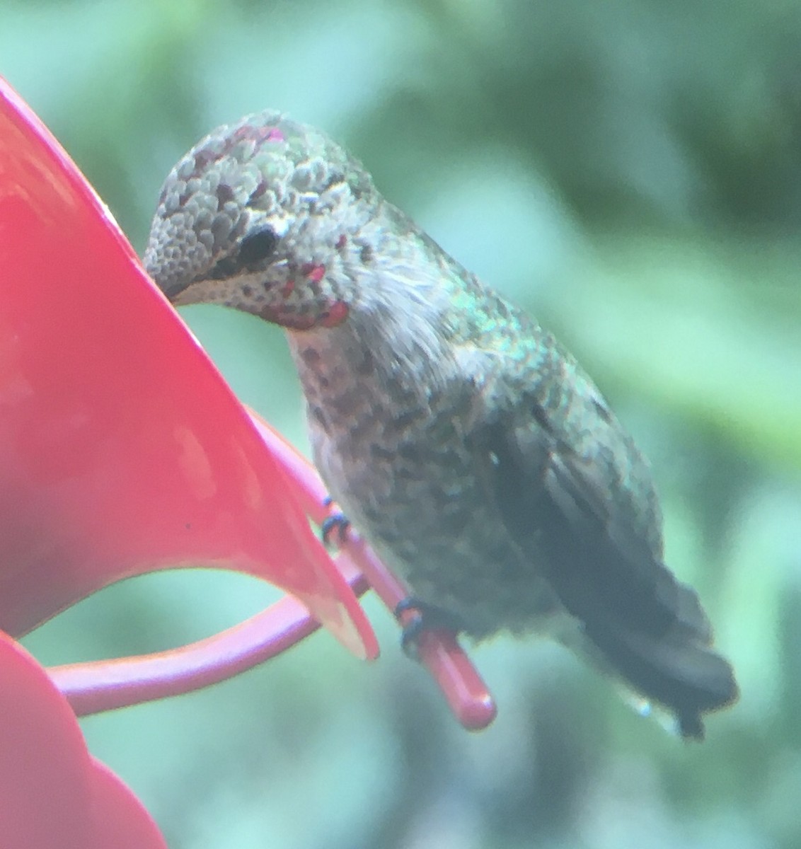 Anna's Hummingbird - ML370834231