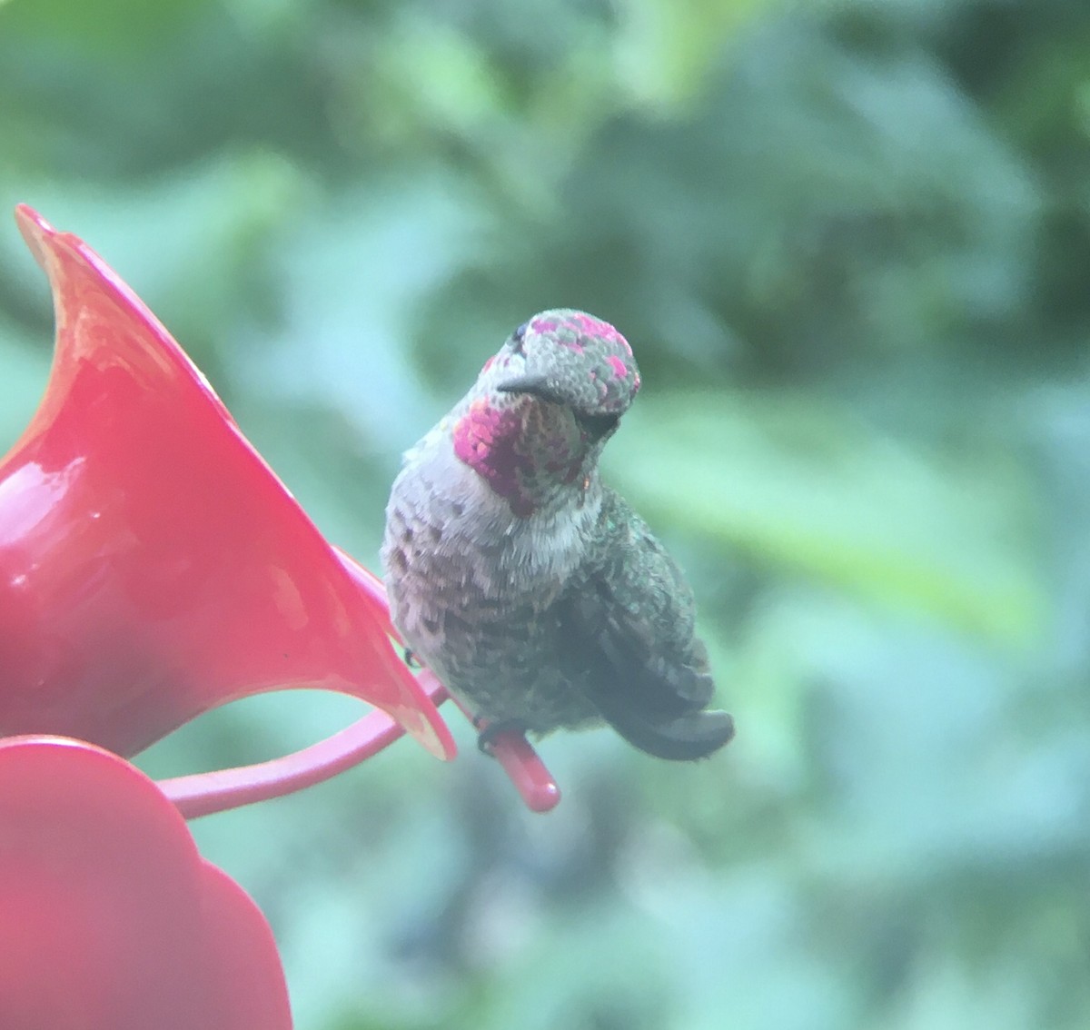 Anna's Hummingbird - ML370834251