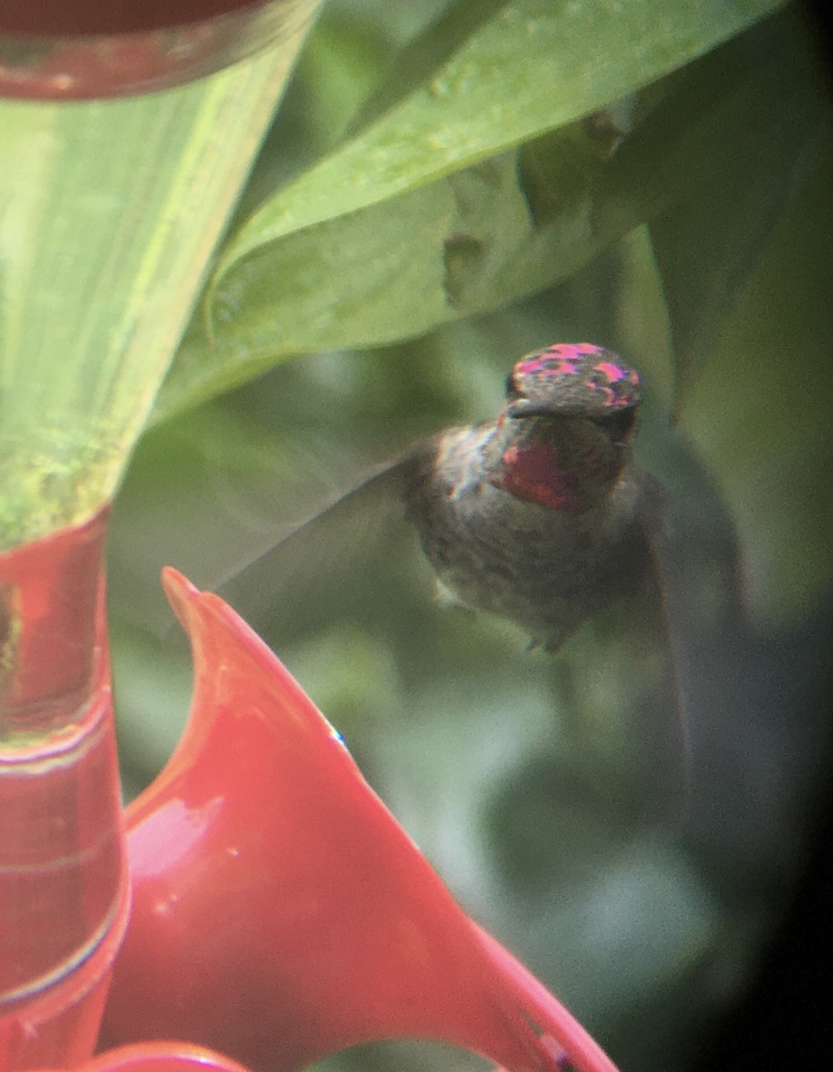 Anna's Hummingbird - ML370834261