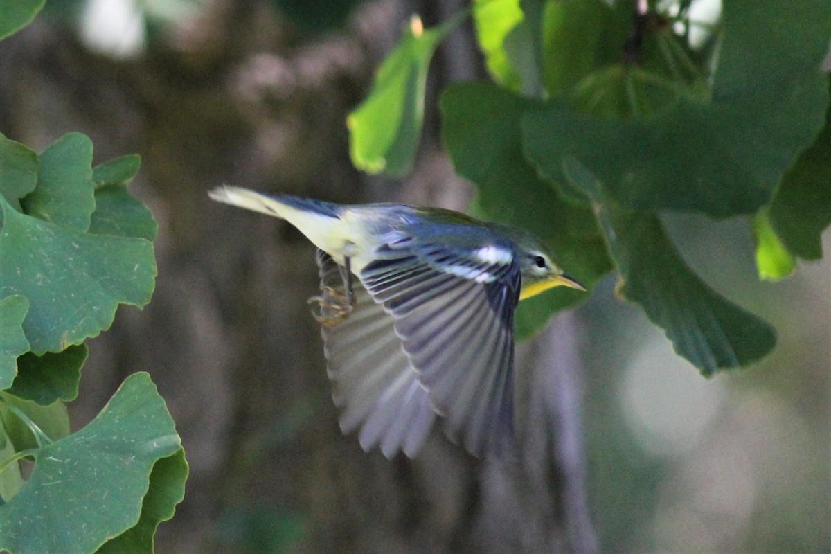 Northern Parula - ML370834841