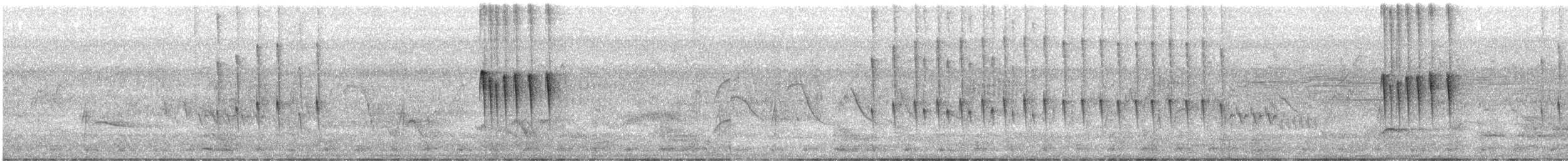 hvitissetyrannulett (subcristata/straminea) - ML370837521