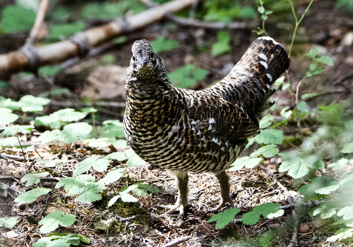 Spruce Grouse - ML370838901