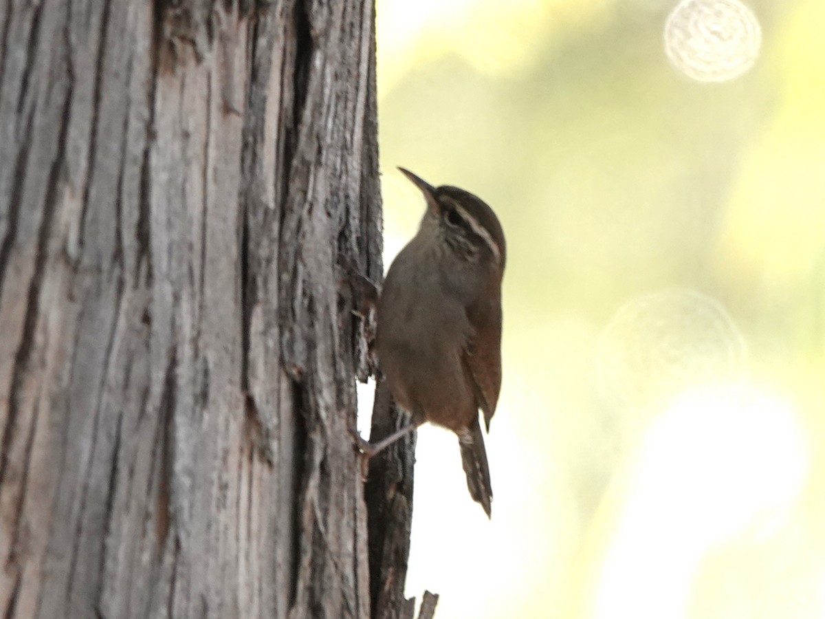 Bewick's Wren - ML370839951