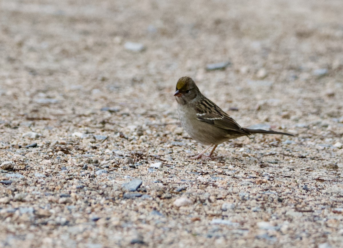 Golden-crowned Sparrow - ML370840271