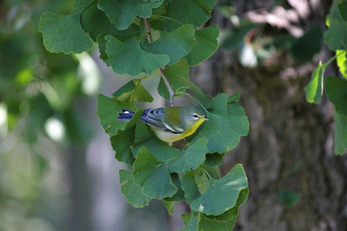 Northern Parula - ML370842571