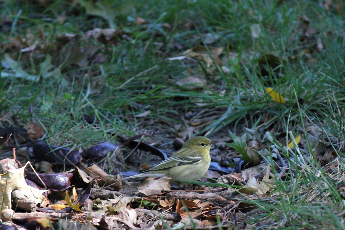 Blackpoll Warbler - ML370842941