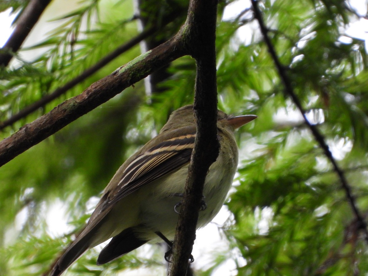 Acadian Flycatcher - Cheri & Rich Phillips