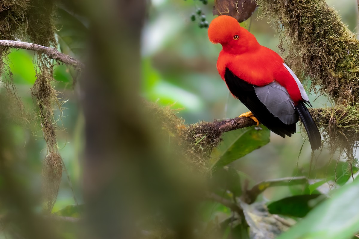 Andean Cock-of-the-rock - Ben Lucking