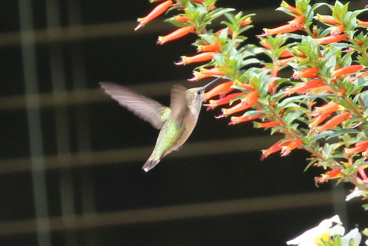 Colibrí Calíope - ML370844321