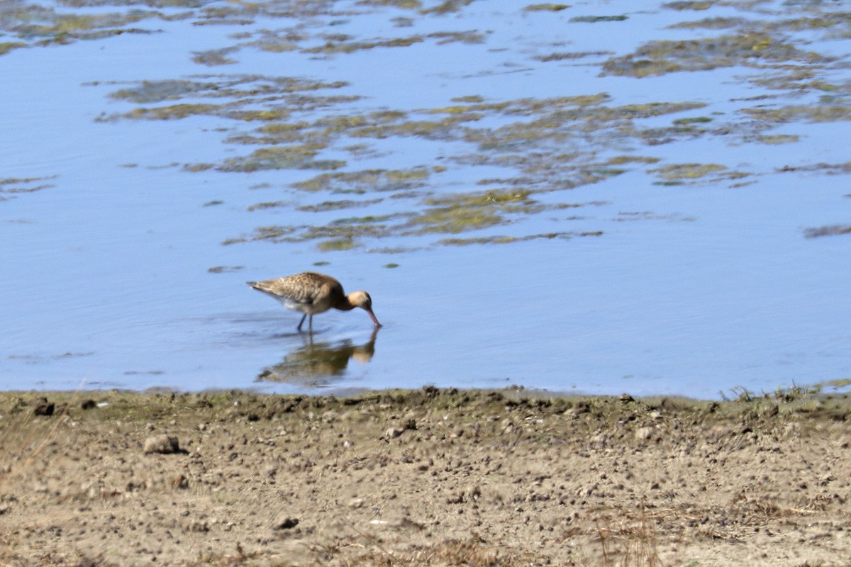 Black-tailed Godwit - ML370846851