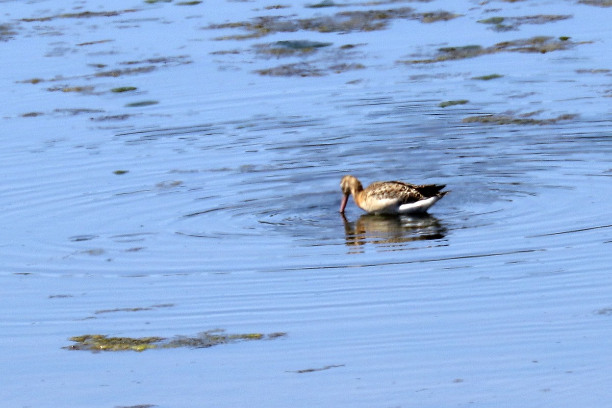 Black-tailed Godwit - ML370846871