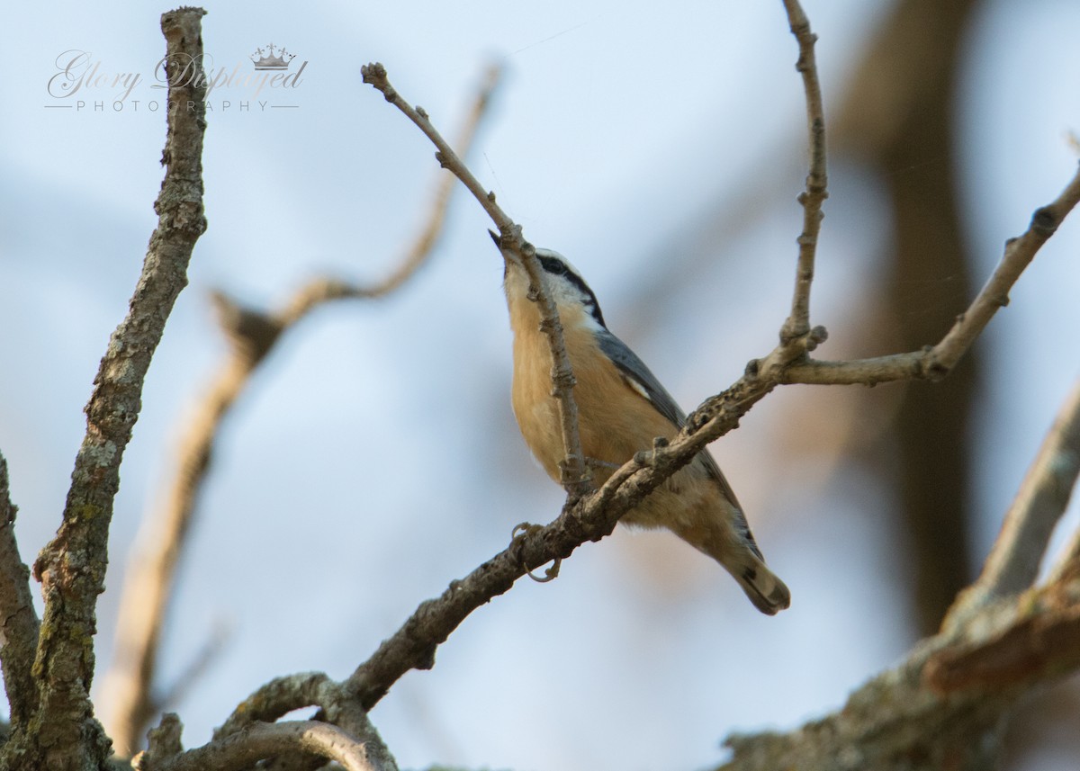 Red-breasted Nuthatch - ML370847151