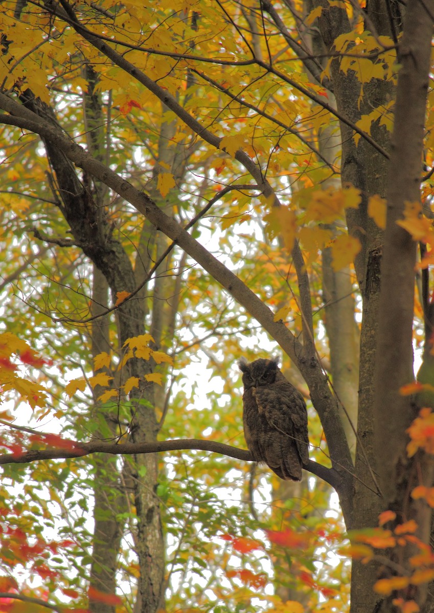 Great Horned Owl - ML37084721