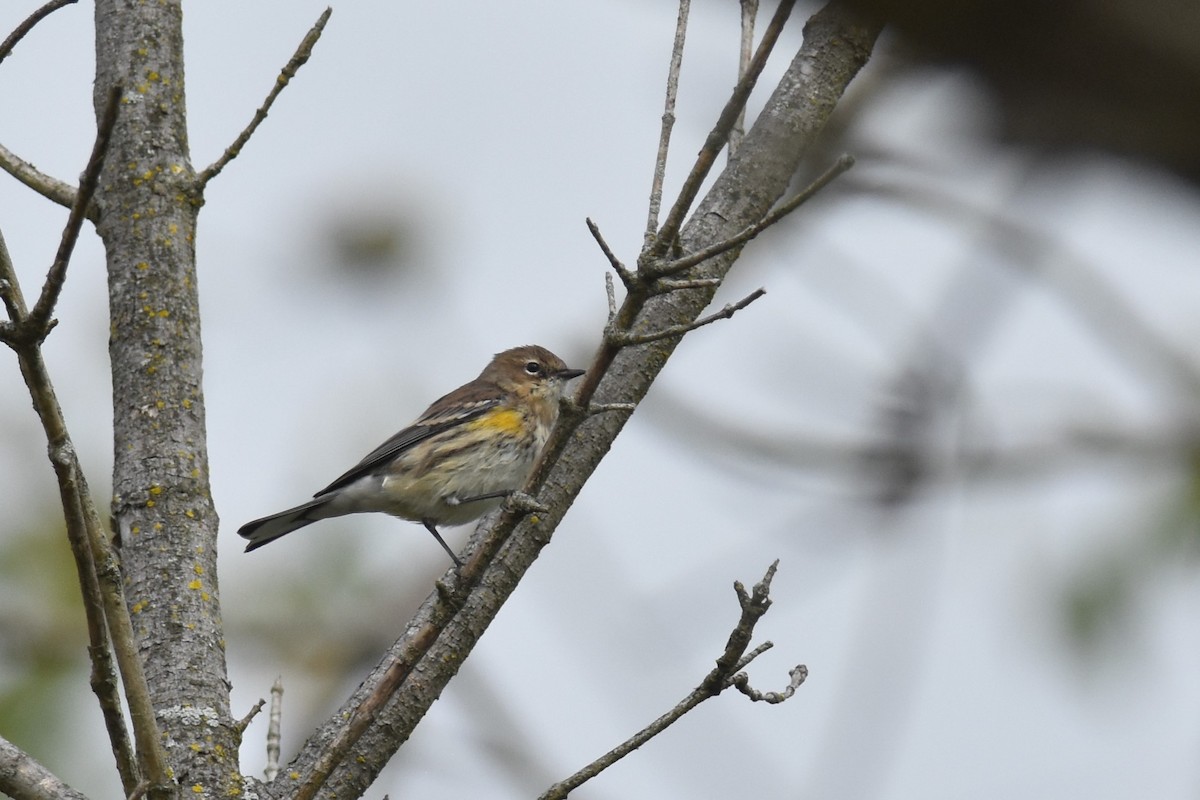 Yellow-rumped Warbler - ML370848801