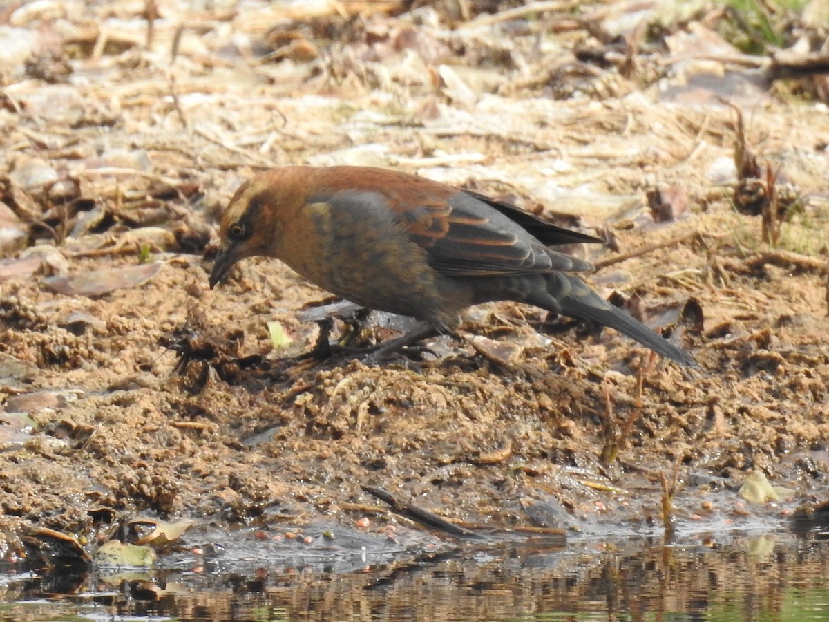 kanadatrupial - ML370849691