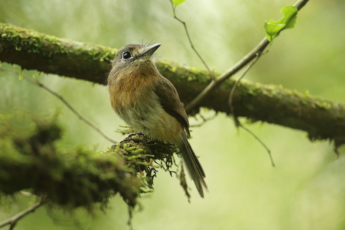 Zügelfaulvogel - ML370850321