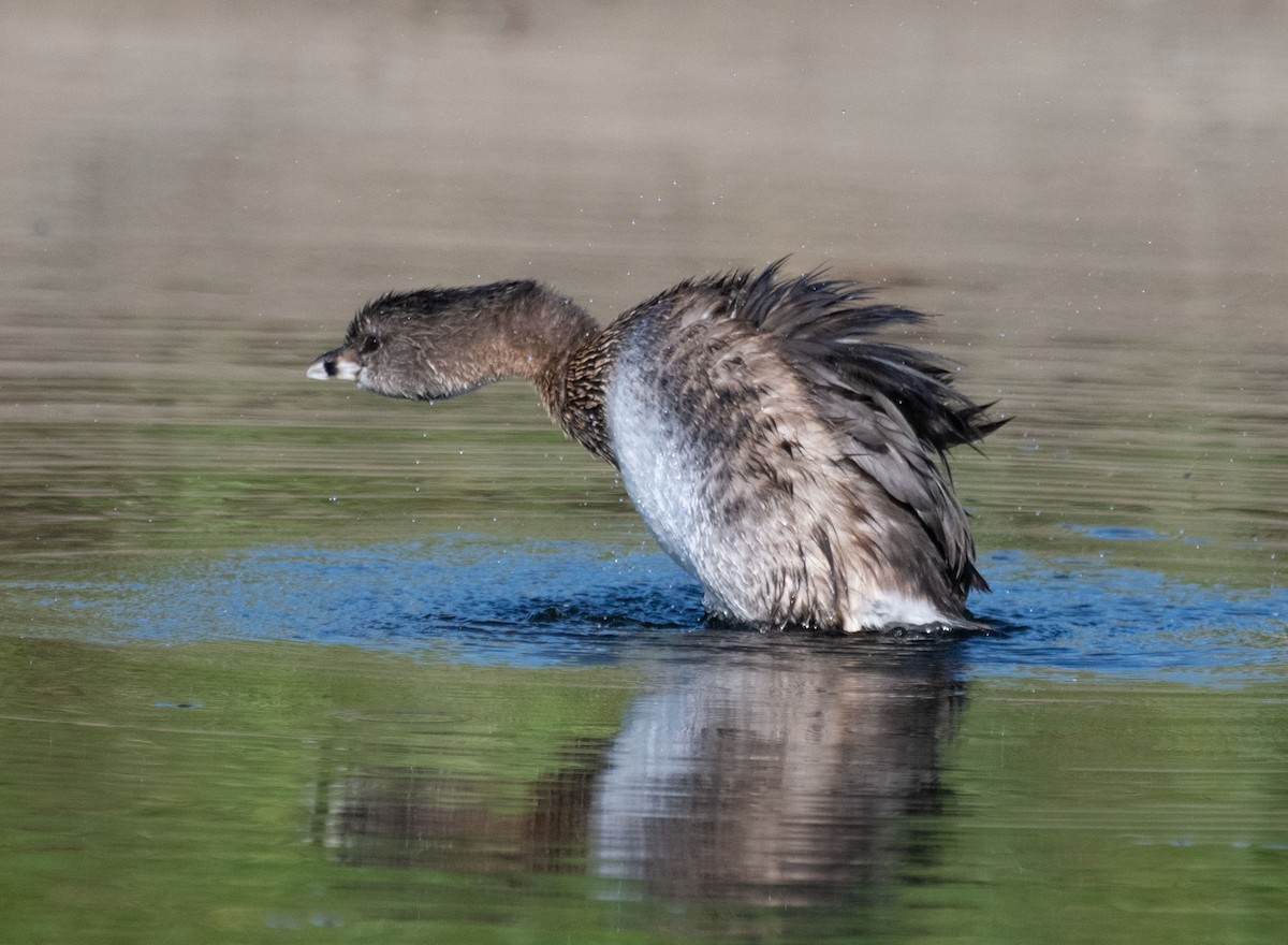 Pied-billed Grebe - Molly Goheen