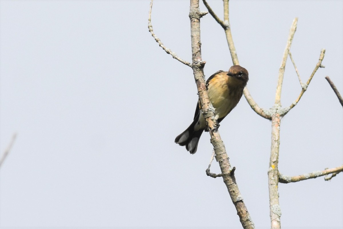 Yellow-rumped Warbler - Kazumi Ohira