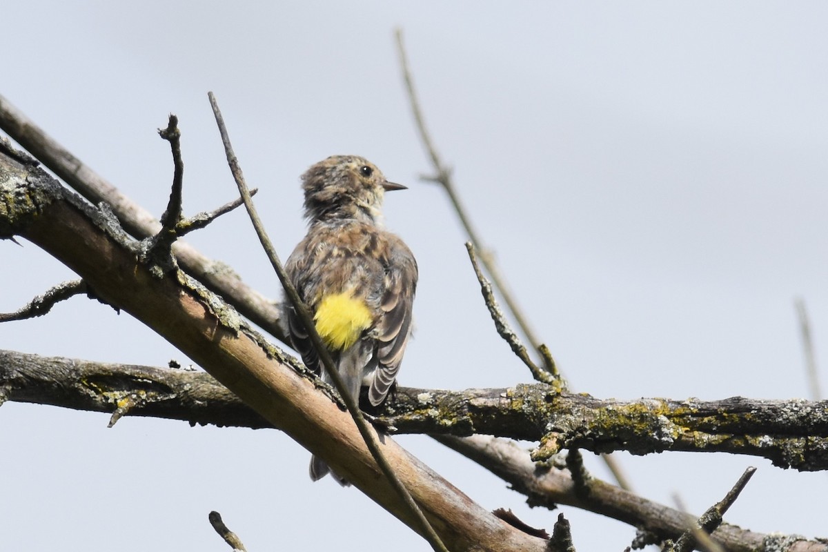 Yellow-rumped Warbler - Kazumi Ohira