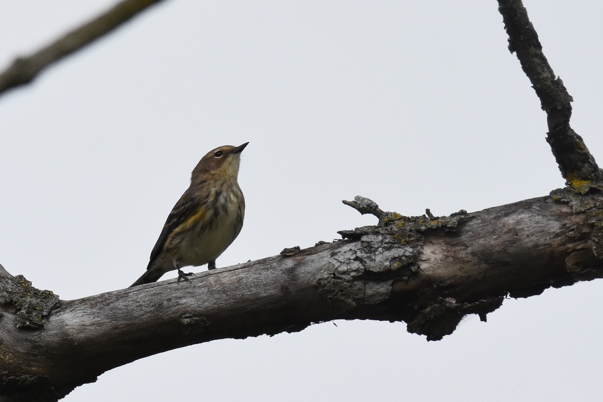 Yellow-rumped Warbler - ML370853371