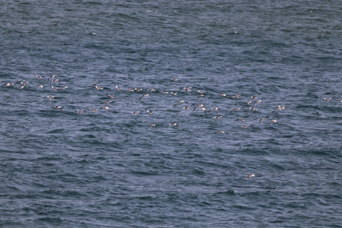 Common Merganser - ML370853521