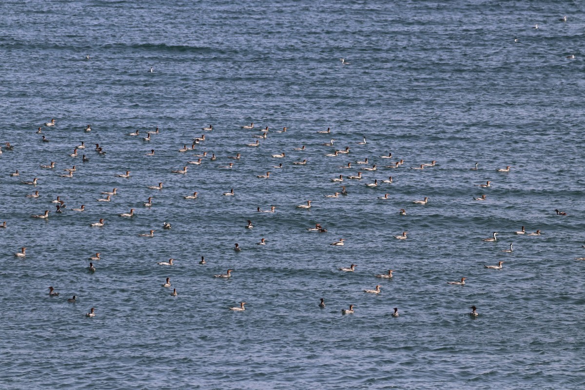 Common Merganser - ML370853581