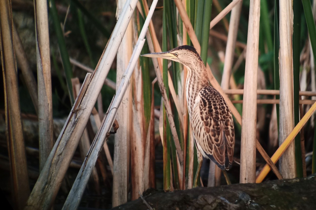 Little Bittern - Rudo Jureček