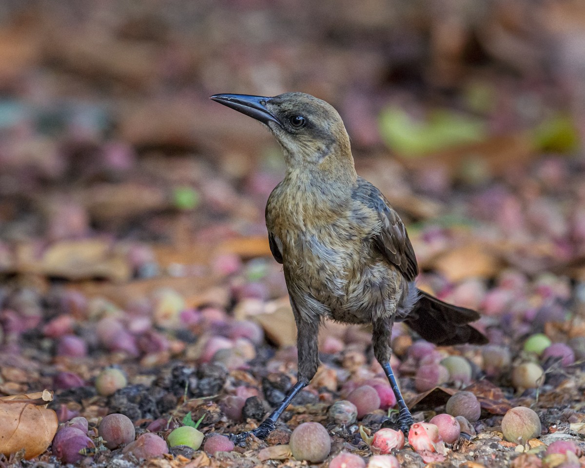 Great-tailed Grackle - ML370854481