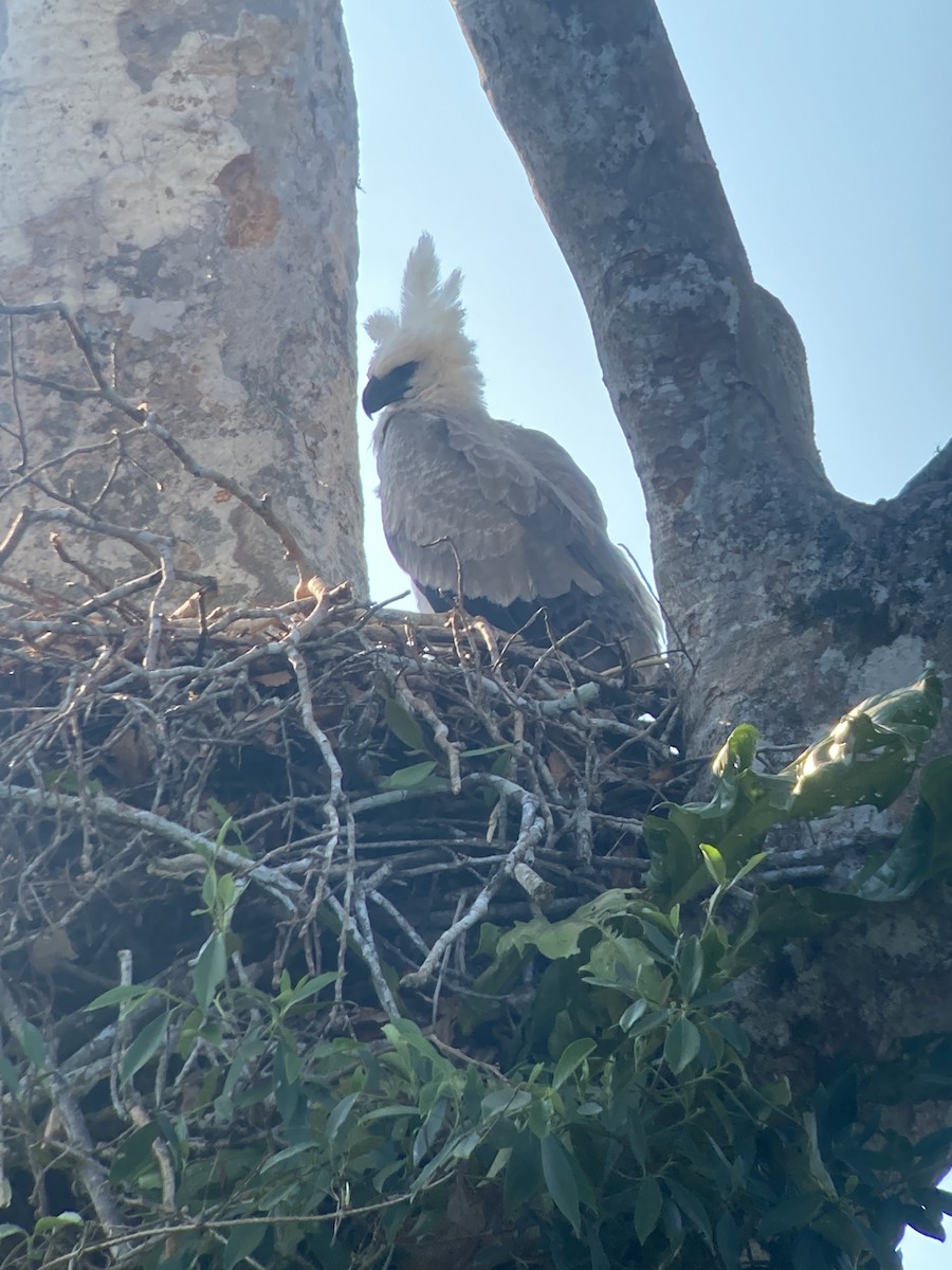 Harpy Eagle - ML370855041