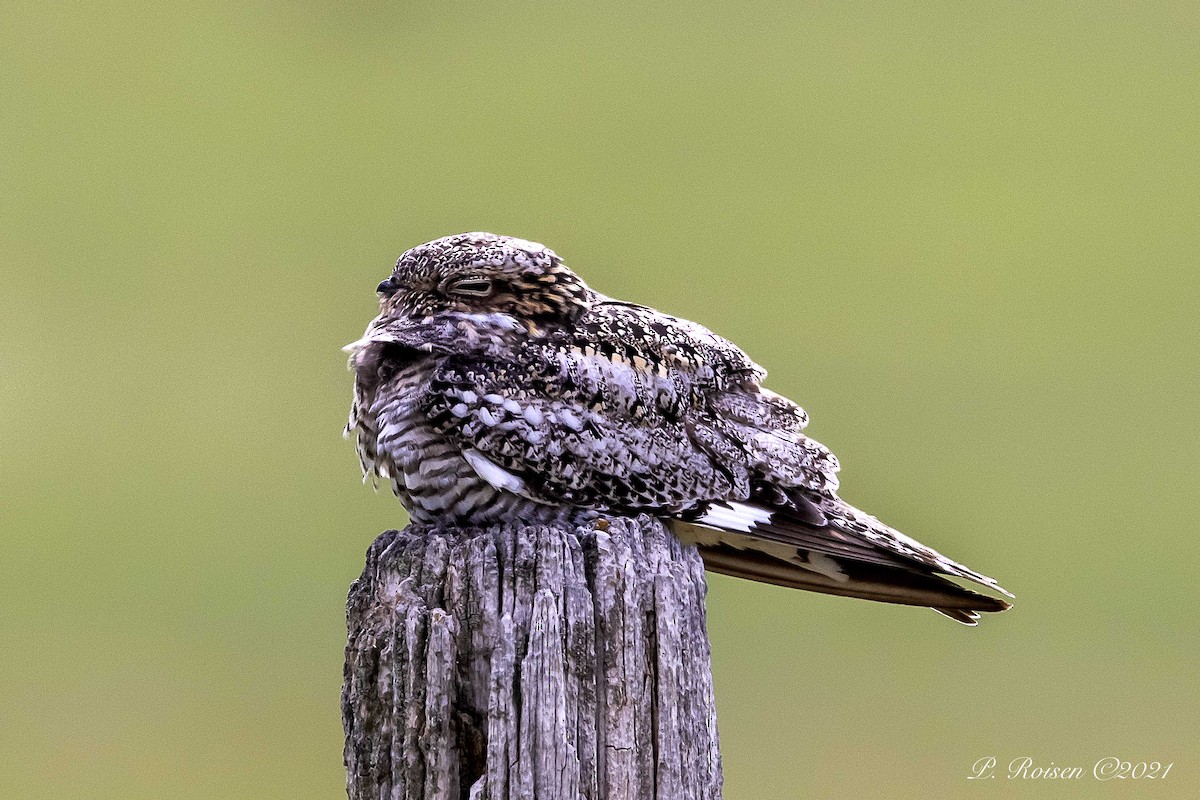 Common Nighthawk - ML370855721