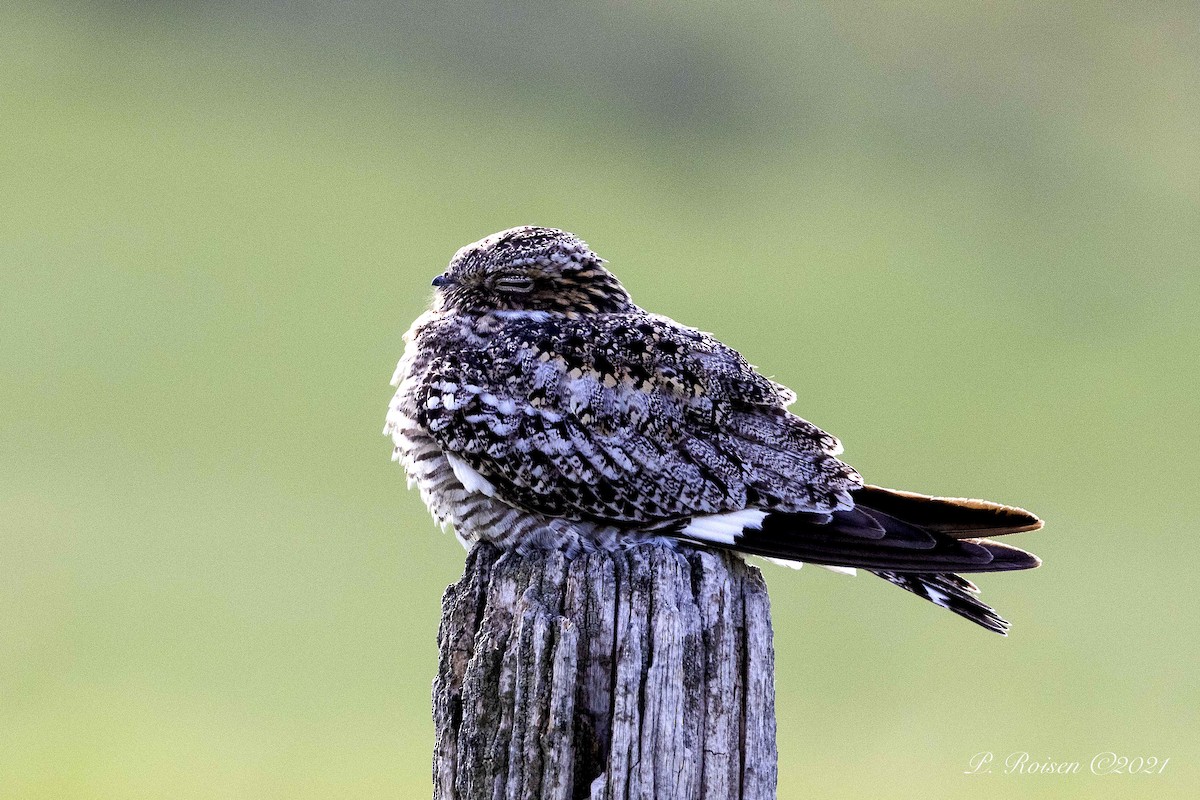 Common Nighthawk - ML370855761